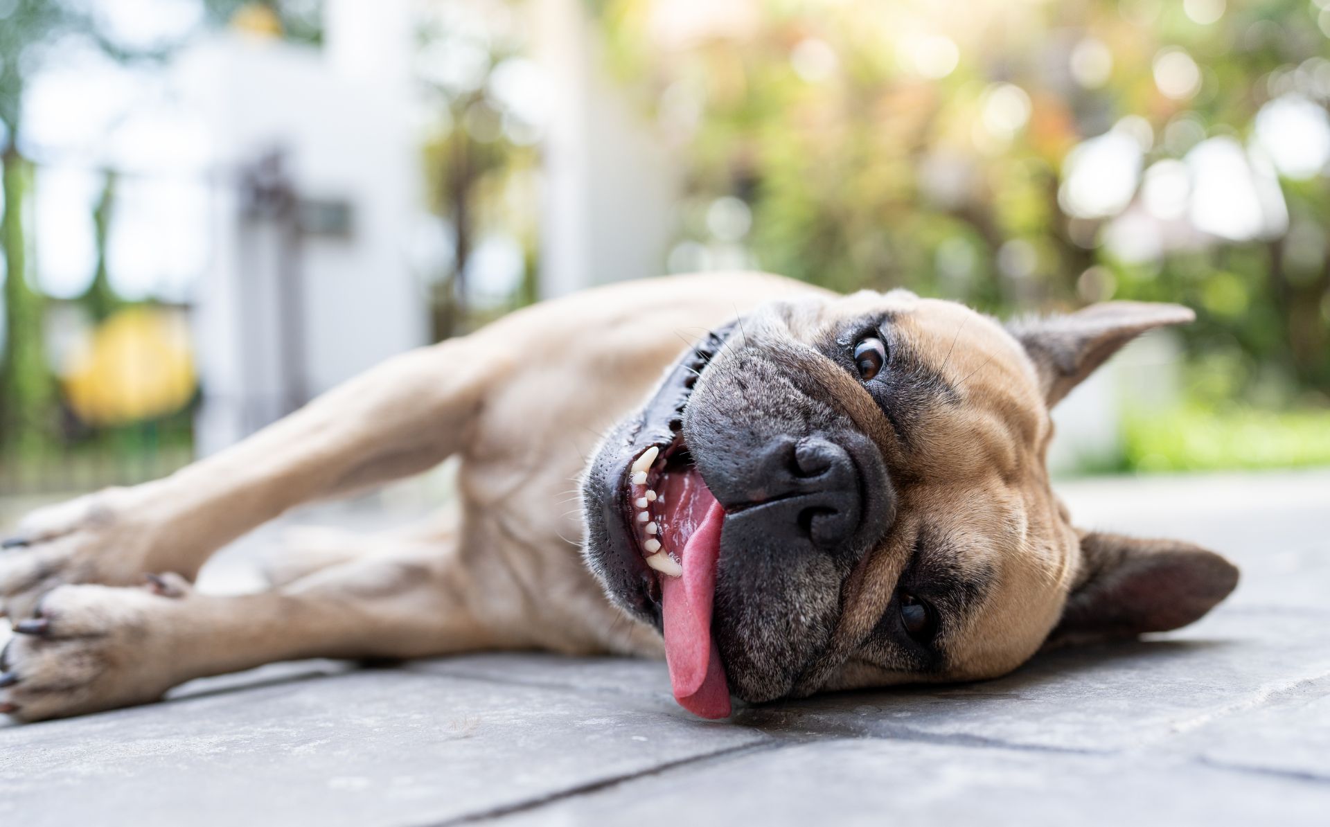 Ola de calor puede provocar golpes de insolación y hasta la muerte en tus mascotas