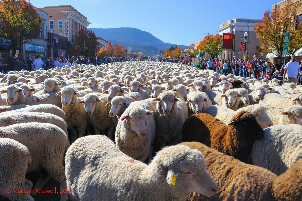 Festival del ganado y el patrimonio de Cedar del 25 al 27 de octubre de 2024