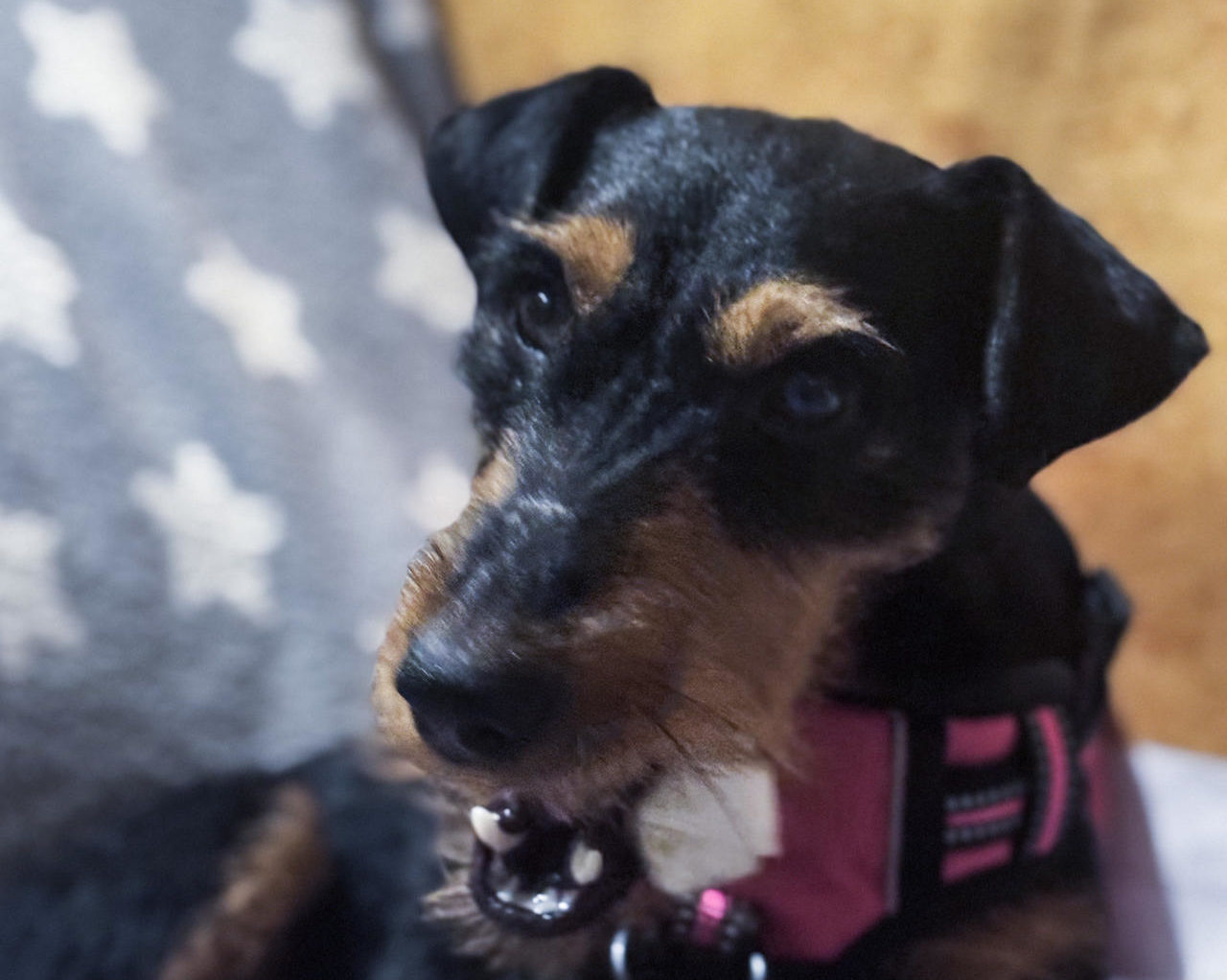 Una perra encuentra dueño en Georgia tras recorrer la capital en autobús durante semanas