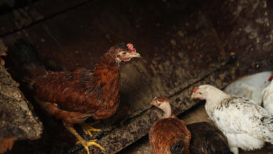 Alquilar una gallina, una moda en auge en EEUU ante los cambios en el precio de los huevos