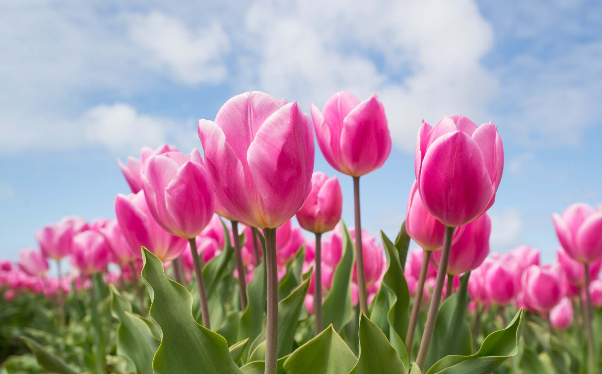 Celebra el Festival del tulipán en Utah