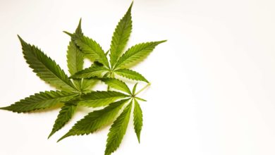 Creciente apoyo a la legalización de la marihuana en Utah: Una tendencia en ascenso