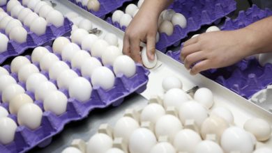 El precio de los huevos sube a máximos históricos en EE.UU.