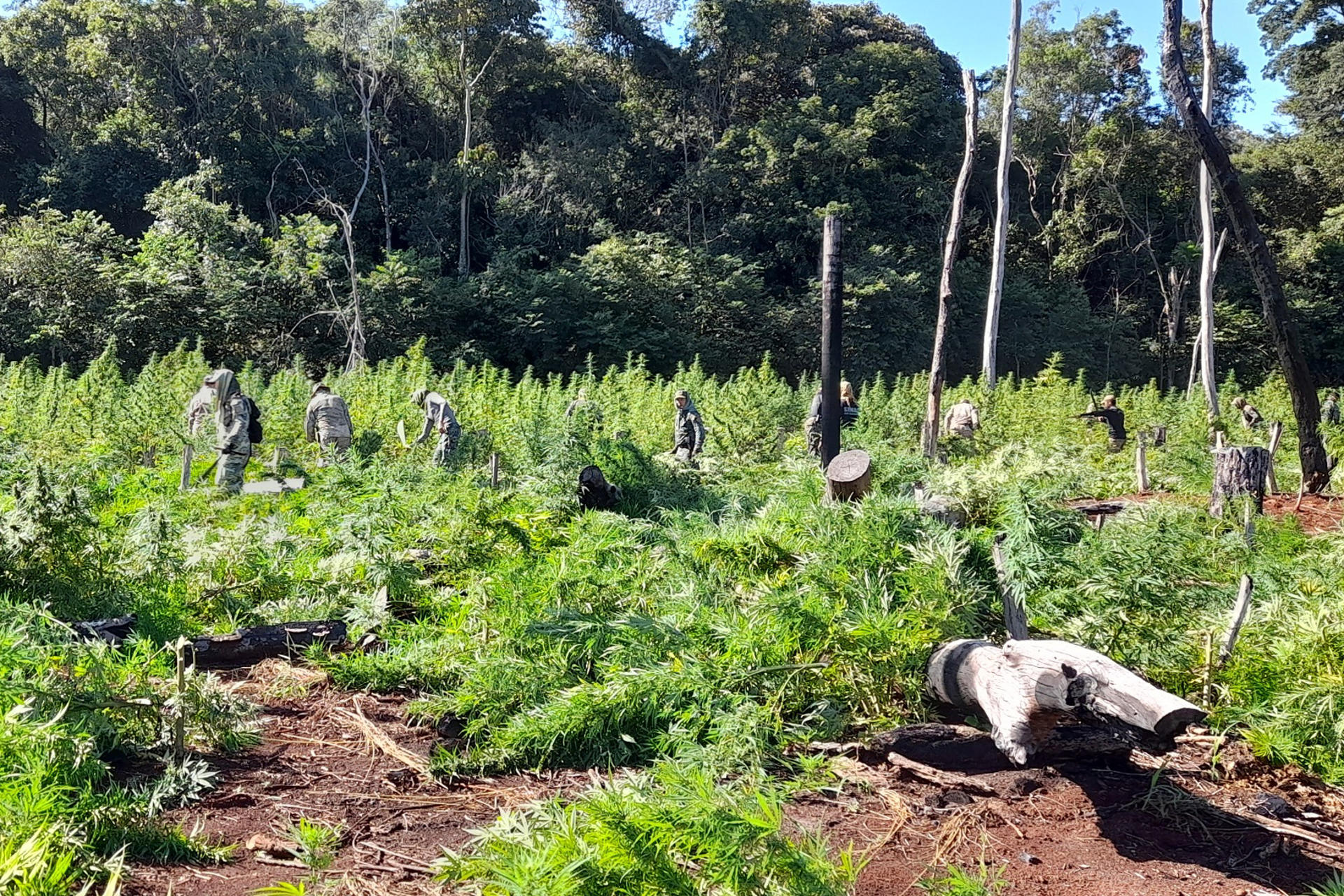 Paraguay y Brasil incautan 100 toneladas de marihuana y destruyen 253 hectáreas de cultivo
