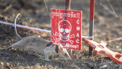 Una rata gigante recibe el Guinness por su detección de minas antipersonales en Camboya