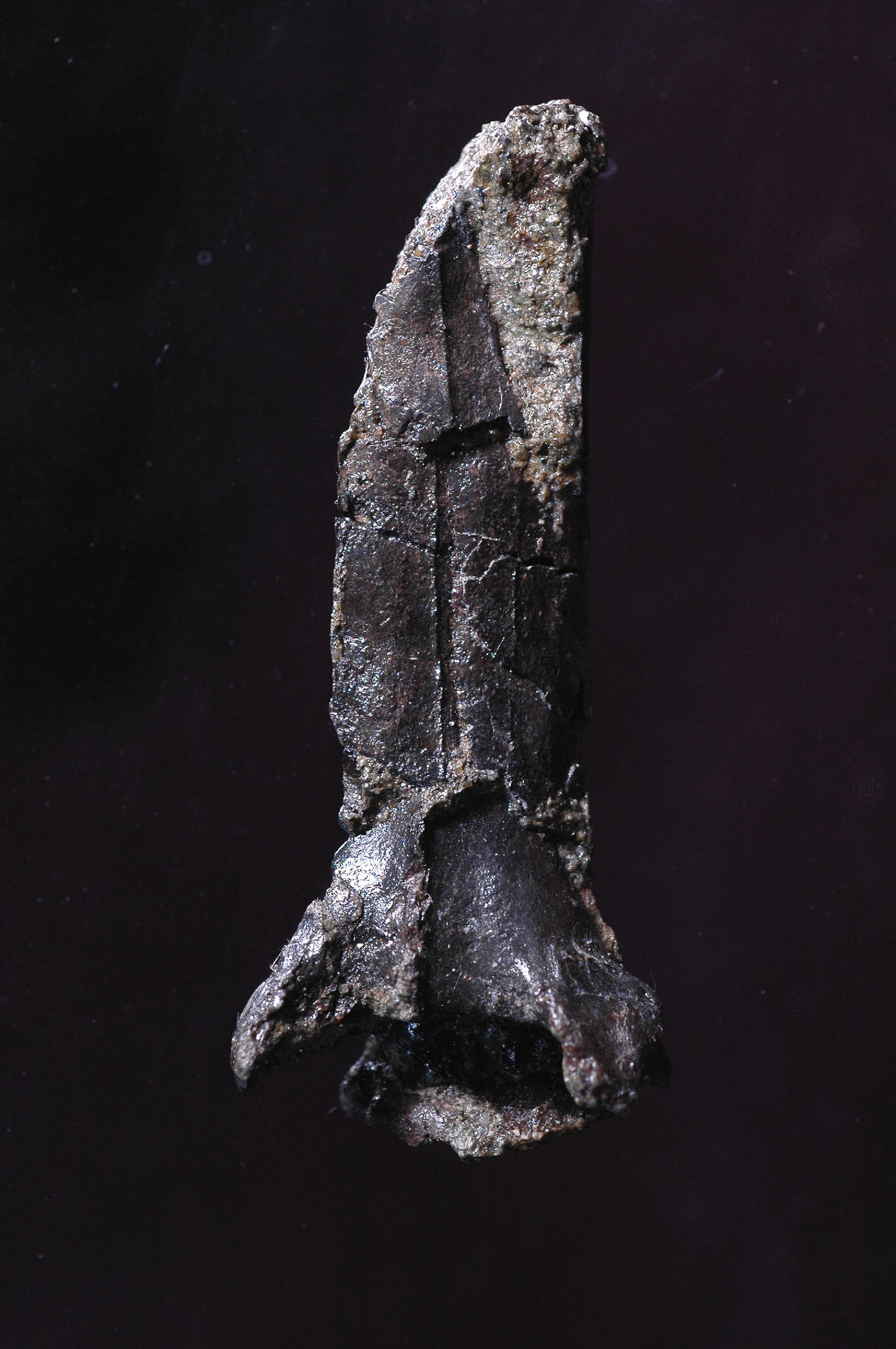 Una investigación identifica una nueva especie de dinosaurio en Japón