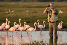 El Día Mundial de las Aves Migratorias se celebra este 10 de mayo