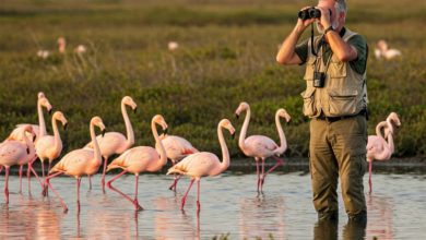 El Día Mundial de las Aves Migratorias se celebra este 10 de mayo
