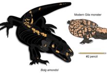 Un fósil olvidado revela una nueva especie de dinosaurio del tamaño de un mapache en Utah