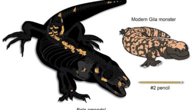 Un fósil olvidado revela una nueva especie de dinosaurio del tamaño de un mapache en Utah