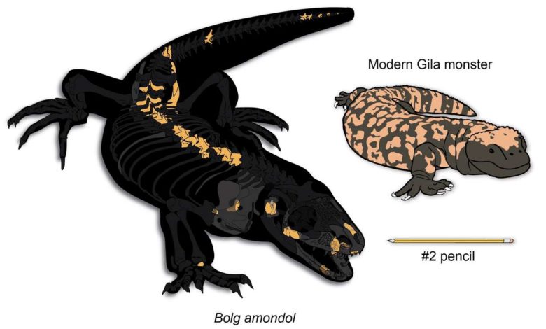 Un fósil olvidado revela una nueva especie de dinosaurio del tamaño de un mapache en Utah
