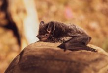 Murciélago con rabia en Morgan enciende alerta en Utah