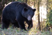 Ataque inesperado en Utah: Un oso hiere a un hombre mientras dormía y termina muerto