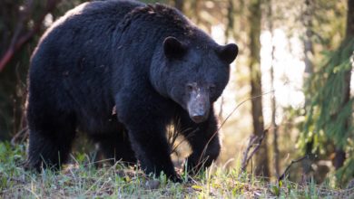 Ataque inesperado en Utah: Un oso hiere a un hombre mientras dormía y termina muerto