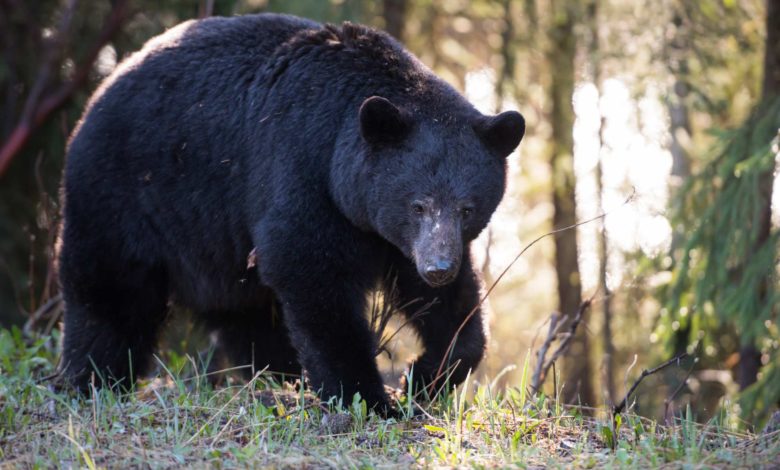 Ataque inesperado en Utah: Un oso hiere a un hombre mientras dormía y termina muerto