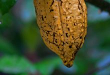Cacao venezolano conquista Rusia con doble galardón en el “Chocolate del Año 2025”
