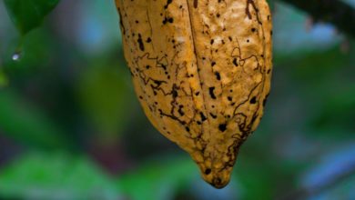 Cacao venezolano conquista Rusia con doble galardón en el “Chocolate del Año 2025”