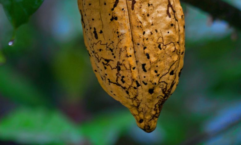 Cacao venezolano conquista Rusia con doble galardón en el “Chocolate del Año 2025”