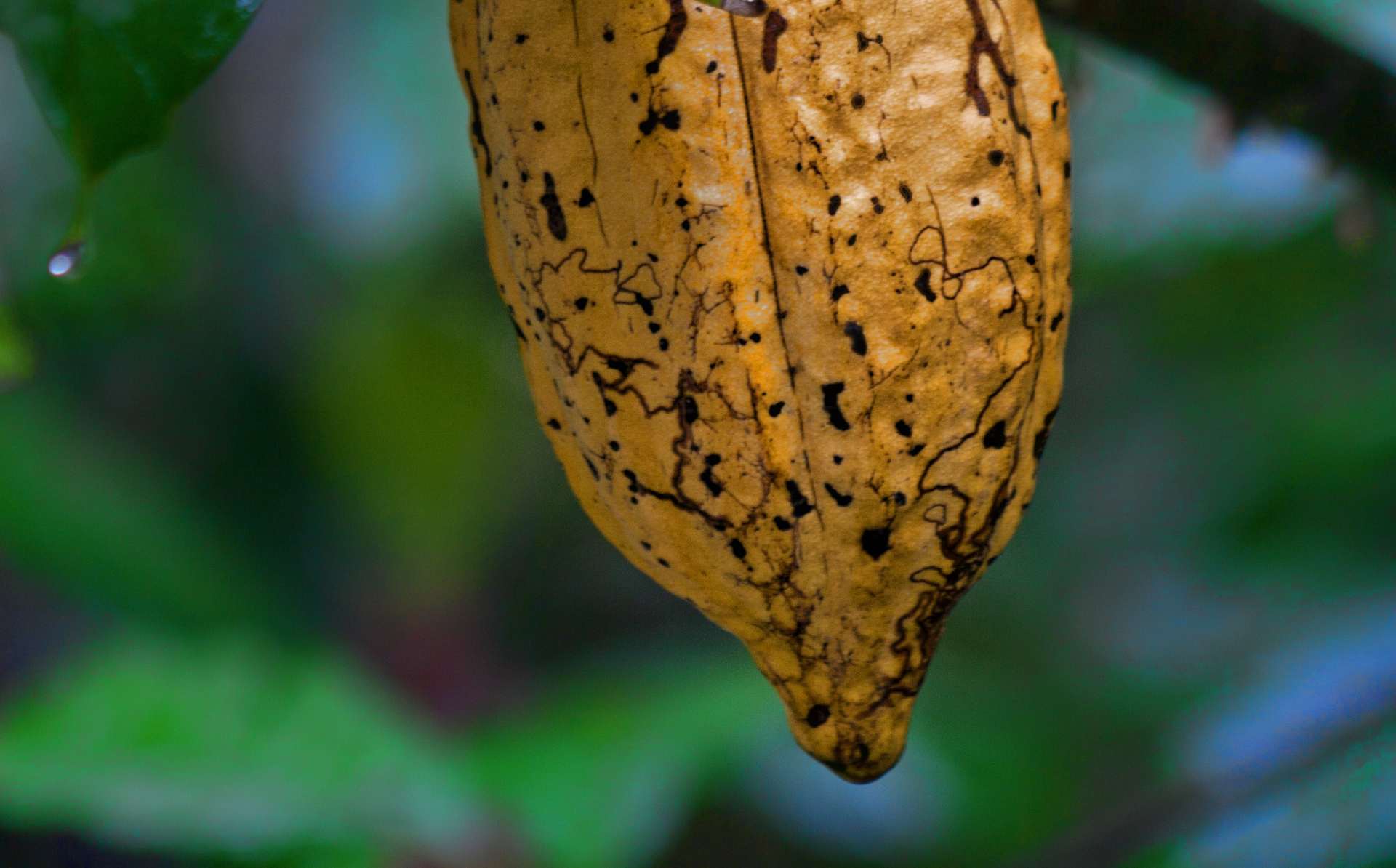Cacao venezolano conquista Rusia con doble galardón en el “Chocolate del Año 2025”
