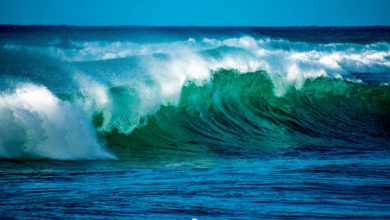Día Mundial de los Océanos, una fecha dedicada a reconocer la mayor maravilla de la naturaleza