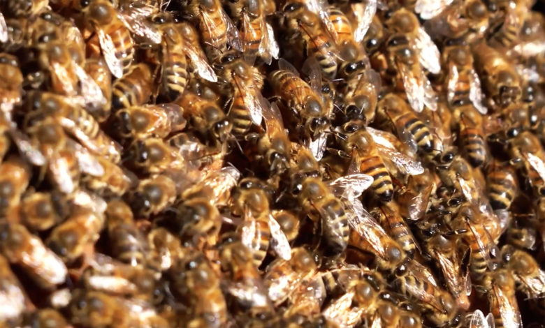 Un estudio alerta del riesgo ecológico de la alta densidad de colmenas de abejas
