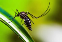 Detectado el virus del Nilo Occidental en múltiples muestras de mosquitos en el condado de Salt Lake