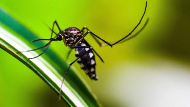 Detectado el virus del Nilo Occidental en múltiples muestras de mosquitos en el condado de Salt Lake