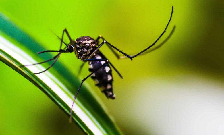 Detectado el virus del Nilo Occidental en múltiples muestras de mosquitos en el condado de Salt Lake