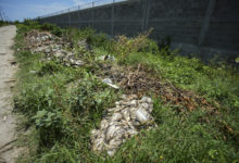 Muerte masiva de peces agrava crisis en Laguna de Tres Palos, en el mexicano Acapulco