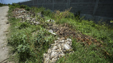 Muerte masiva de peces agrava crisis en Laguna de Tres Palos, en el mexicano Acapulco