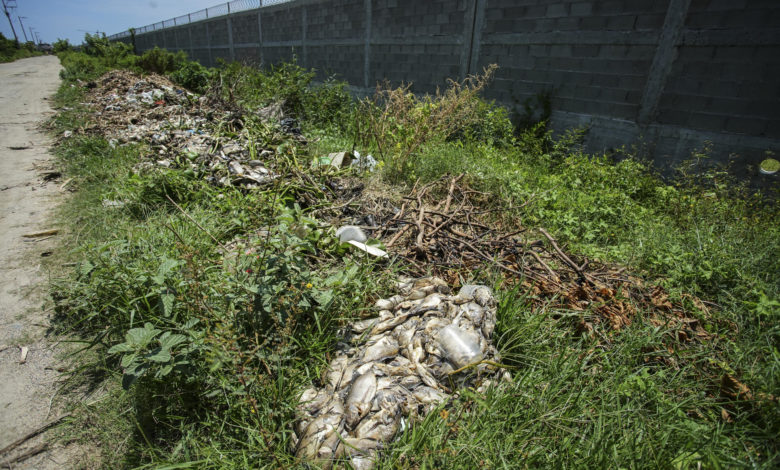 Muerte masiva de peces agrava crisis en Laguna de Tres Palos, en el mexicano Acapulco