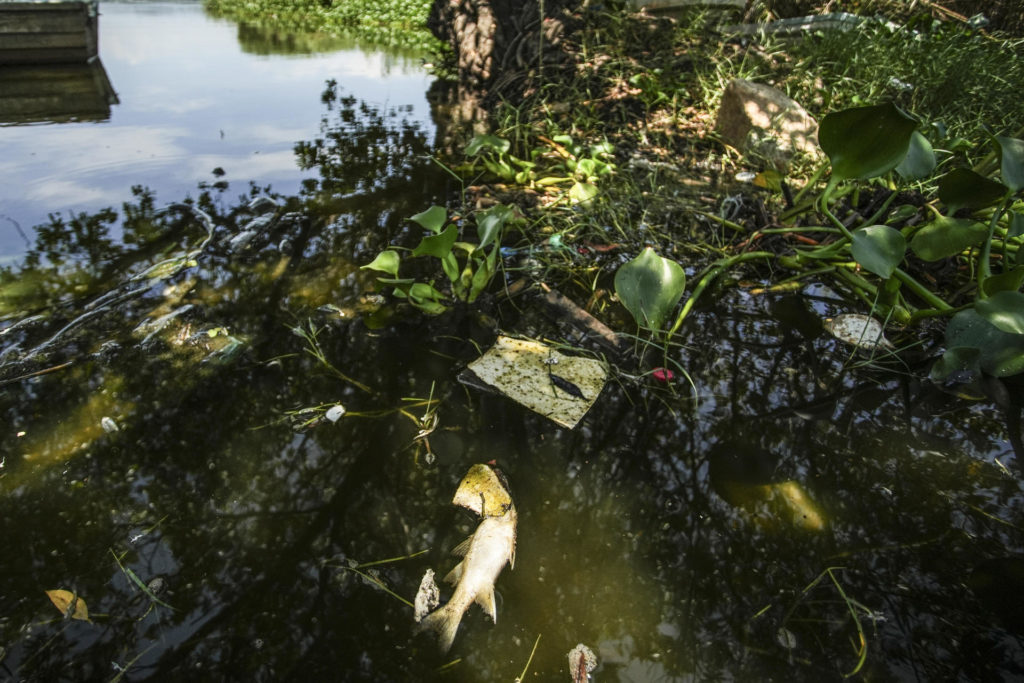 Muerte masiva de peces agrava crisis en Laguna de Tres Palos, en el mexicano Acapulco