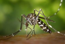 Detectado el virus de la encefalitis de San Luis en mosquitos del condado Salt Lake
