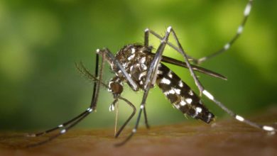 Detectado el virus de la encefalitis de San Luis en mosquitos del condado Salt Lake
