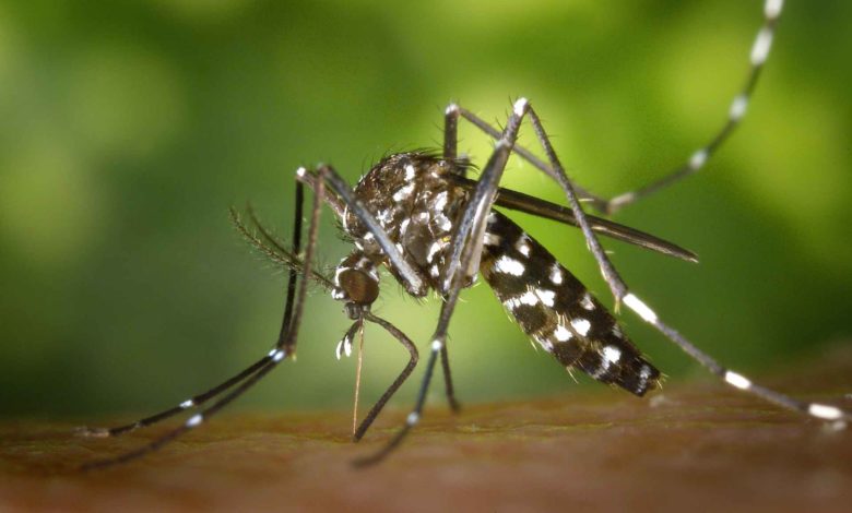Detectado el virus de la encefalitis de San Luis en mosquitos del condado Salt Lake