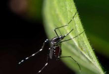 Salt Lake County informa del primer caso humano de virus del Nilo Occidental del año en Utah