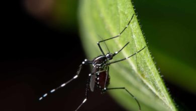 Salt Lake County informa del primer caso humano de virus del Nilo Occidental del año en Utah