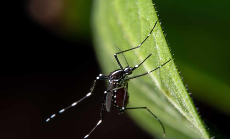 Salt Lake County informa del primer caso humano de virus del Nilo Occidental del año en Utah