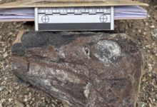 Descubrimiento histórico en Táchira: Venezuela revela su primer fósil de ictiosaurio