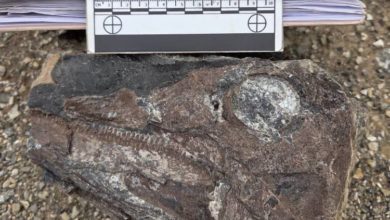 Descubrimiento histórico en Táchira: Venezuela revela su primer fósil de ictiosaurio