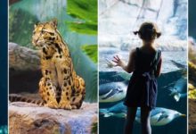 El acuario de Utah brilla bajo las estrellas con el Festival de Linternas