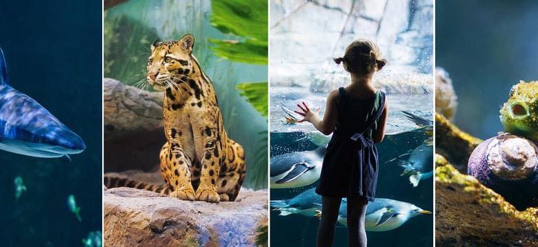 El acuario de Utah brilla bajo las estrellas con el Festival de Linternas