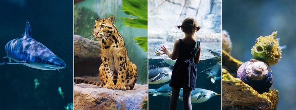 El acuario de Utah brilla bajo las estrellas con el Festival de Linternas