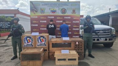 Detienen a dos hombres por tráfico de monos viudita en el estado Bolívar