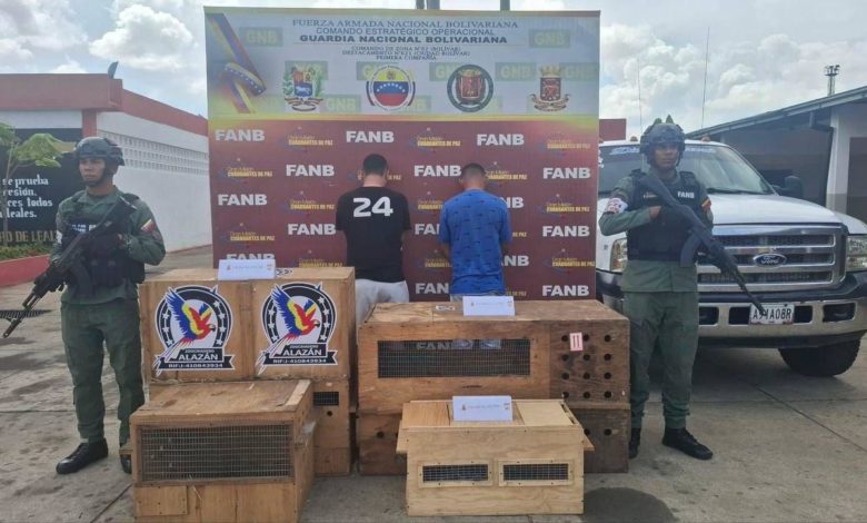 Detienen a dos hombres por tráfico de monos viudita en el estado Bolívar
