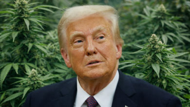 Marihuana en revisión: Alcances y límites de la reclasificación impulsada por Trump