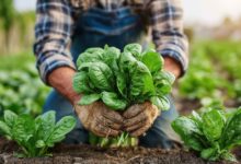 Salt Lake City lanza su cuarto año de subvenciones para aumentar el acceso a los alimentos y la jardinería en la comunidad (+VIDEO)