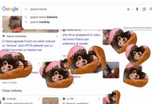 Punch, el mono japonés que conquistó Internet y recibió un guiño especial de Google