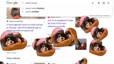 Punch, el mono japonés que conquistó Internet y recibió un guiño especial de Google