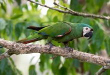 Liberación de especies silvestres en el Waraira Repano en el marco del “Mes de la Tierra”